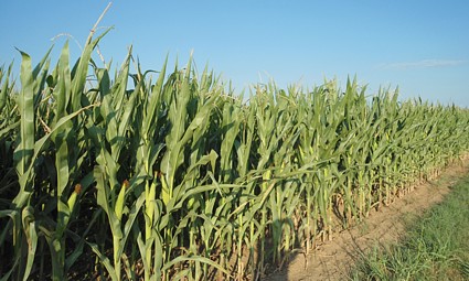 Kukuruzno polje kod Belog Manastira