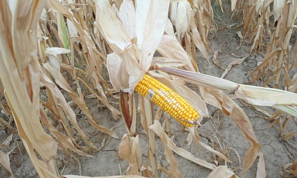 Zbog suše smanjen je prinos kukuruza