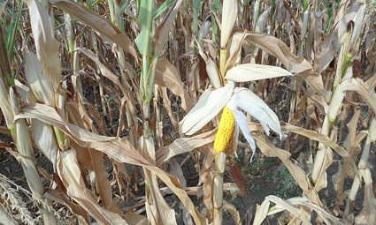 Kukuruz pogođen sušom