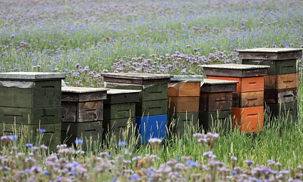 Pomoć pčelarskom sektoru