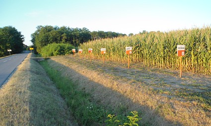 Općina Petlovac: ogledno kukuruzno polje kod Luča