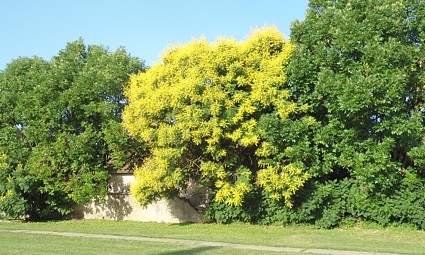 Belomanastirski raj za pčele: rascvjetalo drvo