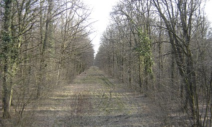 Šuma Haljevo kod Belog Manastira - zimi