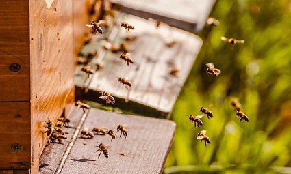 150.000 eura pčelarima za saniranje štete