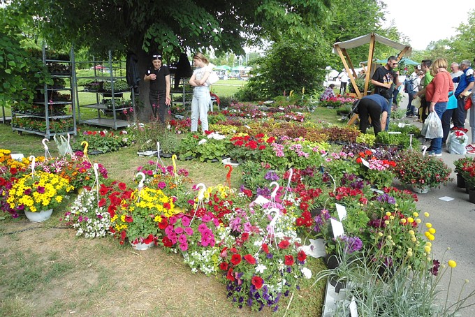 Festival se tradicionalno održava drugi vikend u svibnju