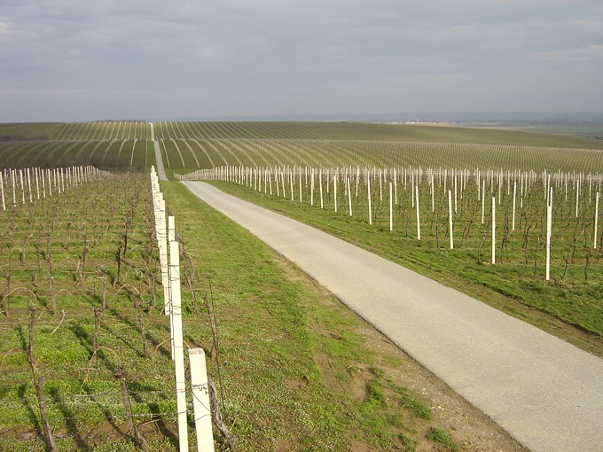 Beljska vinska cesta od Vidikovca prema Kamencu