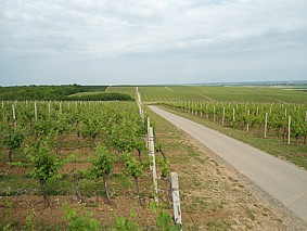 Vinogradi na baranjskoj planini